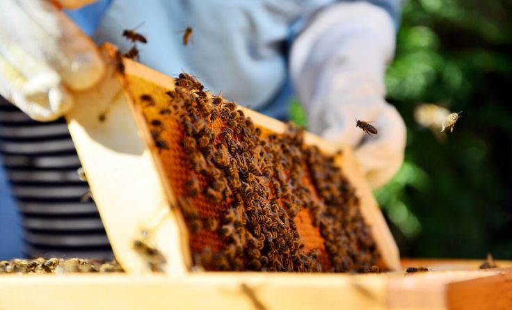 Imkerverein lädt zur Jahreshauptversammlung mit spannendem Vortrag ein. (Foto: sushaaa/adobe.stock)