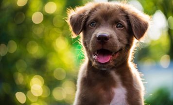 Hundewelpe bei Verkehrskontrolle gerettet: Polizei befreit Tier aus dunklem Laderaum