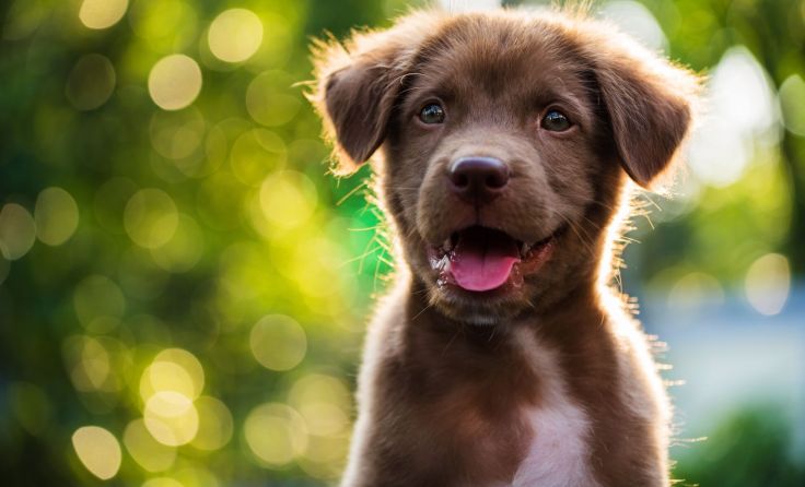 Junger Hund von Polizei gerettet (Foto: Blanscape/adobe.stock)