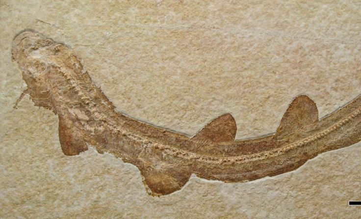 Holotypus des Urzeithais Bavariscyllium (Foto: Jürgen Kriwet, Universität Wien)