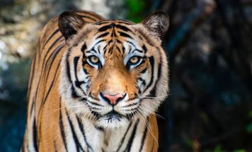 Virus-Drama in Thailand: Mehr als 70 Tiger in Tierpark qualvoll verendet