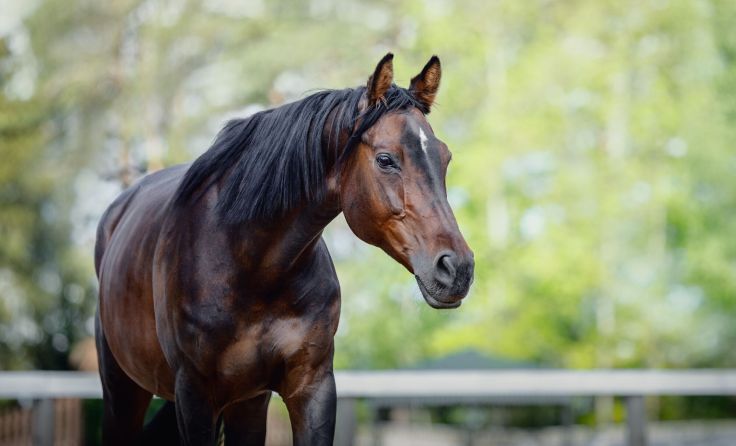 Unfall mit Pferd (Symbolfoto: vprotastchik/adobe.stock)
