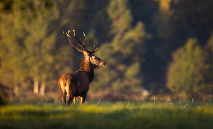 Hirsch knabberte Siloballen an und wurde erschossen (Foto: szczepank/adobe.stock)