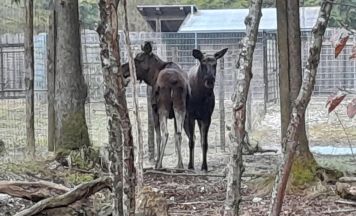 Elche im Almtal: Zwei Tiere aus dem Alpenzoo Innsbruck ziehen vorübergehend in den Wildpark Grünau