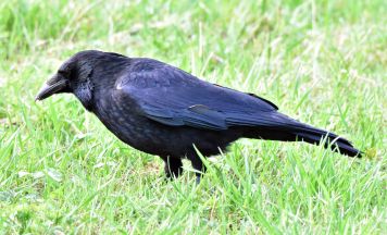 Rabenvögel und Singvögel: Warum Krähen nicht schuld am Vogelschwund sind