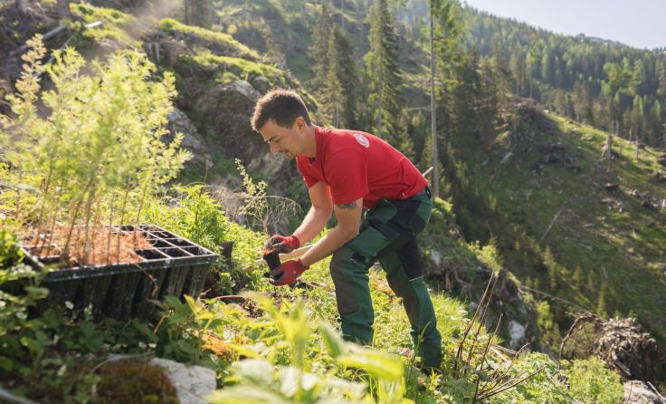 Forstfacharbeiter beim Einpflanzen einer jungen Lärche (Foto: ÖBf/Lienbacher)