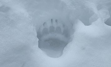 Bär in Pfunds: Wildkamera belegt neue Sichtung im Tiroler Oberland