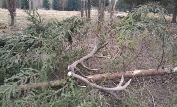 Cumberland Wildpark: Rothirsch Mandi wirft Geweih ab – warum dieser Moment so besonders ist