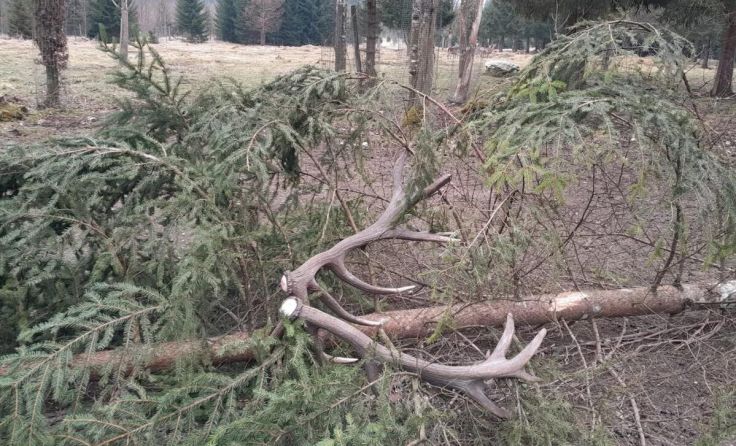 Geweih von Rothirsch im Cumberland Wildpark Grünau (Foto: Wildpark Grünau)
