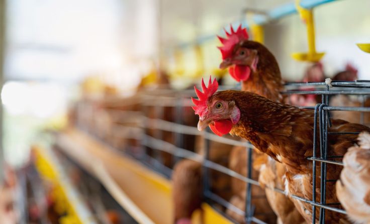 Vogelgrippe-Fall in Italien bestätigt (Foto: tawatchai1990/adobe.stock)
