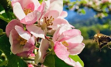 Wildbestäuber-Kurstage: So spannend wird Forschung im Naturpark Attersee-Traunsee hautnah erlebbar
