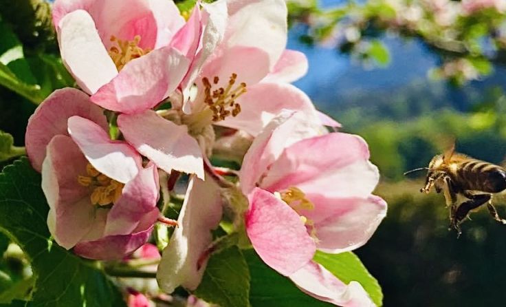 Blüten bestäuben (Foto: Tom Leitner)