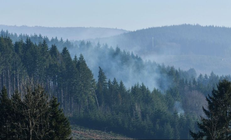 Kinder lösten Waldbrand aus (Foto: Quéméner Valérie/adobe.stock)