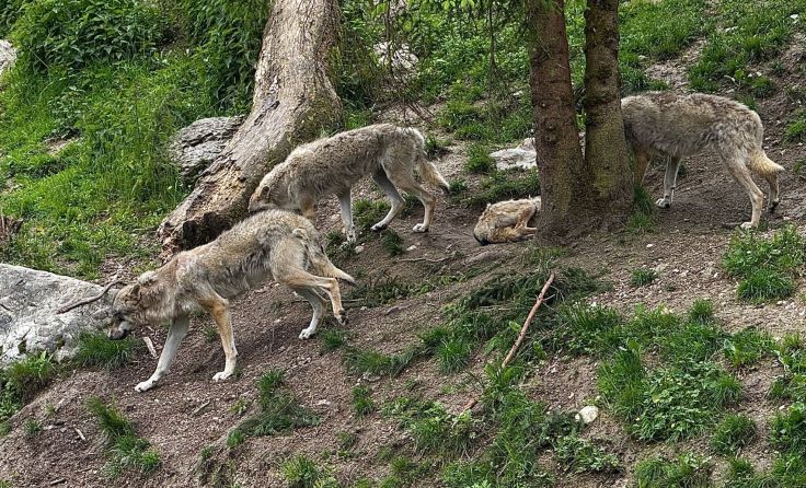 Wolf läuft in Bayern vor Auto (Foto: Tom Leitner)
