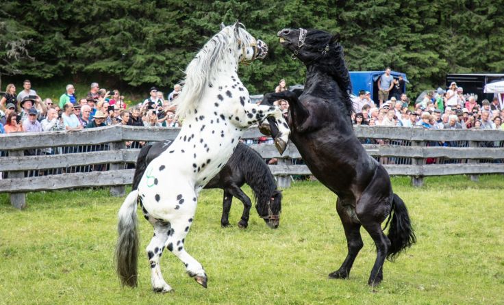 Hengstauftrieb im Raurisertal (Foto: TVB Rauris)