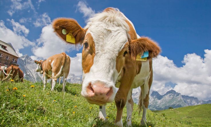 Kuh auf der Alm in Tirol (Foto: Hans und Christa Ede/adobe.stock)