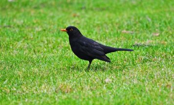 Amsel trotzt dem Wandel der Städte