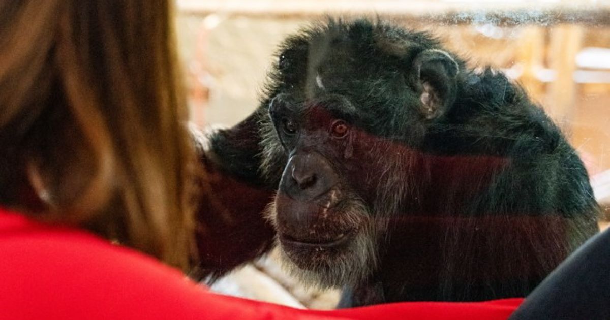 Ex-laboratory chimpanzees open their world to visitors