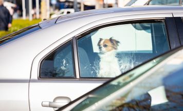 Bei Hitze Kinder und Tiere niemals im Auto zurücklassen