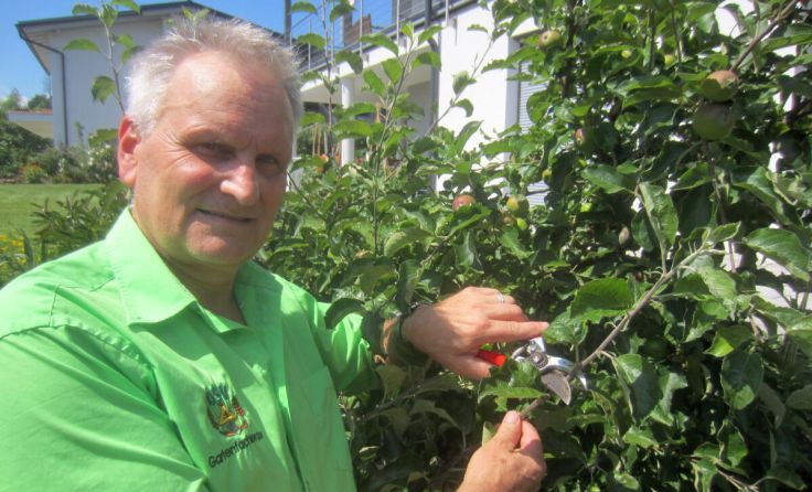 Willi Frickh beim Sommerbaumschnitt (Foto: Peter Treibenreif)