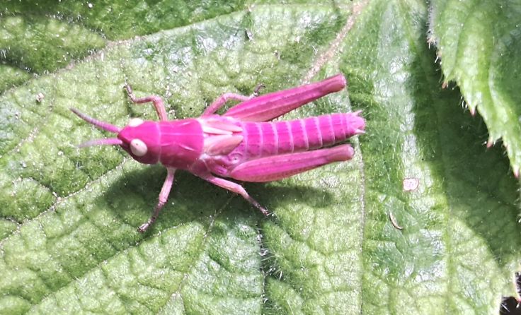 Seltener rosa Grashüfers im Villacher Stadtteil St. Georgen (Foto: Rosemarie Maliha)