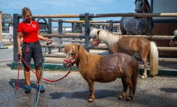 So schützt Gut Aiderbichl die Tiere vor großer Sommerhitze