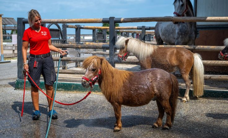 Pferde und Ponys bekommen gezielte Abkühlung von Tierpflegerin Michaela. (Foto: Gut Aiderbichl)