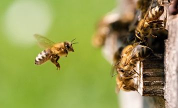 Millionen Bienen nach Lkw-Unfall freigesetzt: Anwohner müssen in Häusern bleiben