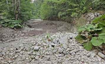 722 Fische gerettet: Hitze zwingt zu Notabfischung in Ebensee