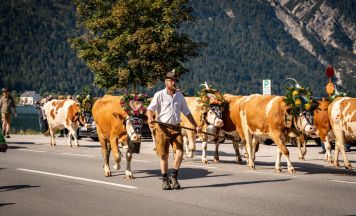 Almabtrieb in Tirol: Die Geschichte hinter dem gelebten Brauchtum
