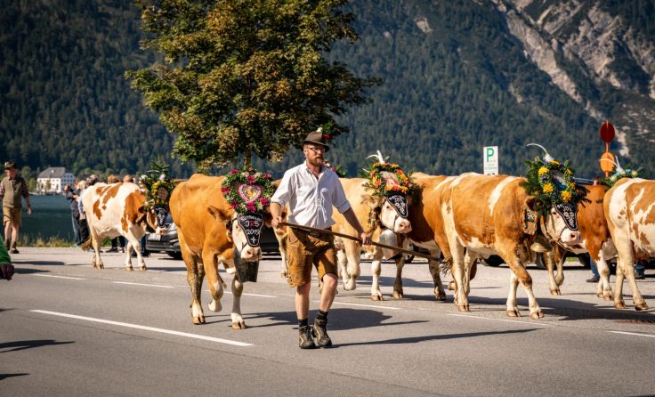 Almabtrieb am Achensee (Foto: Achensee Tourismus)