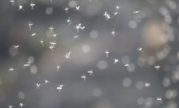 Darum sind Gelsen wichtiger, als viele Menschen denken
