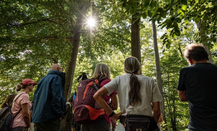 Wald der Zukunft Führung (Foto: oebf/Frank Helmrich)