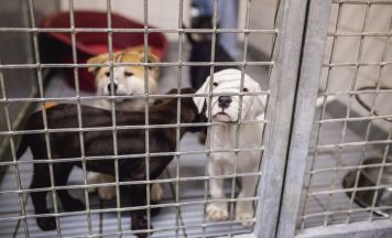 Über 1.000 Euro Strafe nach Hundekauf: Qualzucht kann auch Käufer teuer kommen