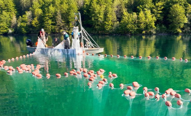Ringwadenbefischung am Vorderen Langbathsee (Foto: oebf/Luisa Wallner)