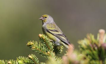 Tirol und Bayern kämpfen gemeinsam für drei seltene Alpenbewohner