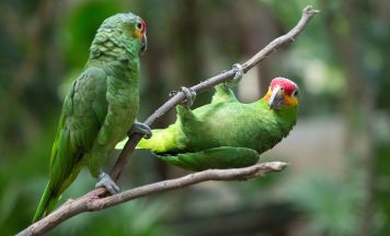 Papageien in Schlatt ausgesetzt – Polizei ermittelt wegen Tierquälerei
