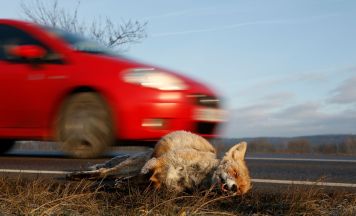 75.000 Wildunfälle pro Jahr: Im Herbst steigt die Gefahr