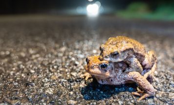 Amphibien ziehen ins Winterquartier: Vorsicht auf Österreichs Straßen