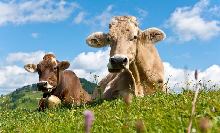 Kühe auf der Alm (Foto: Gandolf/adobe.stock)