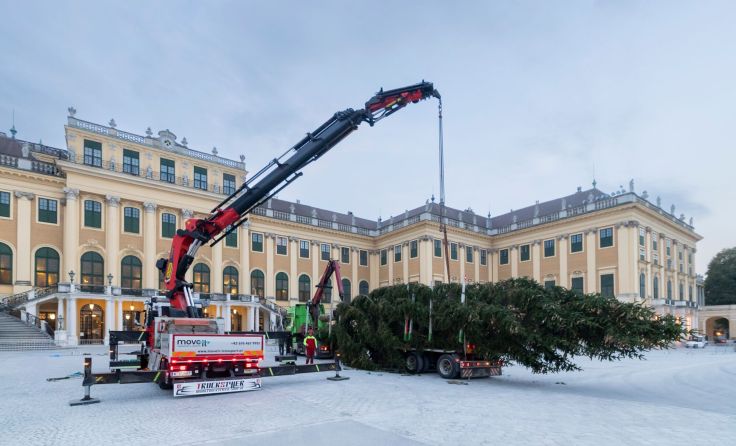 Ankunft Weihnachtsbaum in Schönbrunn (Foto: Martin Steiger)