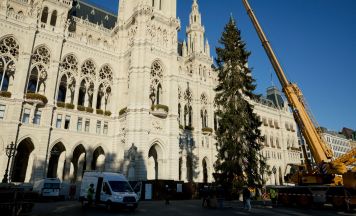 31 Meter hoch: Wiens Weihnachtsbaum steht bereits am Rathausplatz
