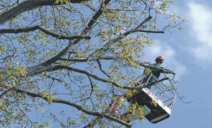 Richtige Baumpflege schützt die wertvollen Bäume. Foto: Maschinenring