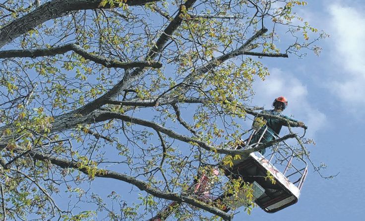 Richtige Baumpflege schützt die wertvollen Bäume. Foto: Maschinenring