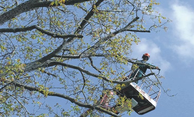 Richtige Baumpflege schützt die wertvollen Bäume. Foto: Maschinenring