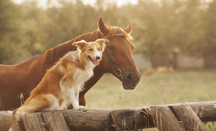 Hund und Ausritt richtig verbinden. Foto: Kenia Raykava/Shutterstock.com