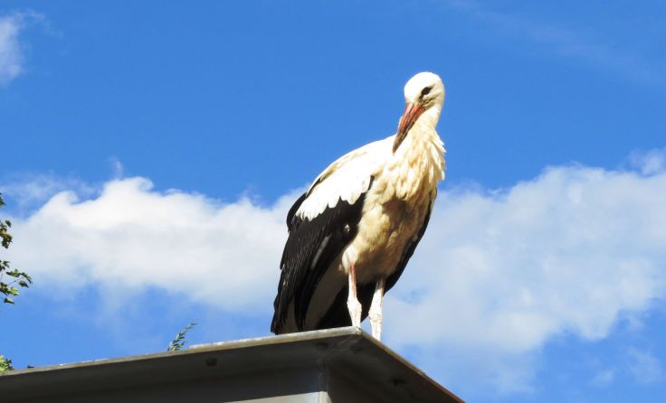 Für den tapferen Storch Franzl ist am Ende doch noch alles gut ausgegangen. Foto: Eva Grielhüsl