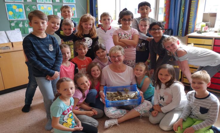 Liebevoll umsorgten die Schüler die geschlüpften Küken. Foto: VS Rohrbach-Berg