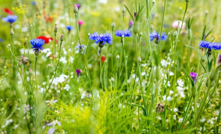 Foto: Adobe Stock/M.Dörr& M.Frommherz
