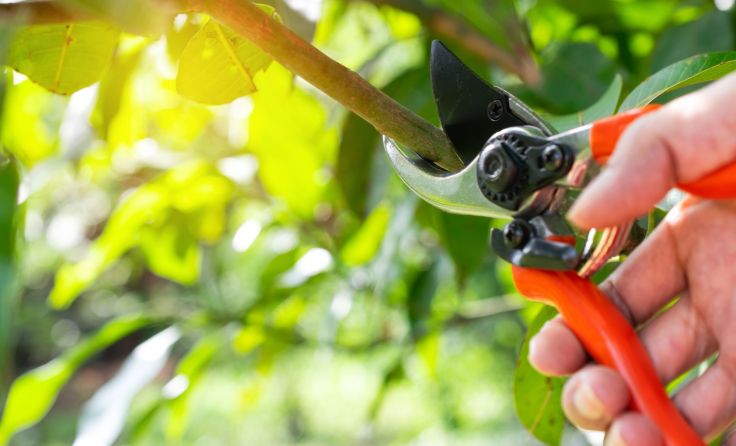 Foto: AdobeStock/mintra